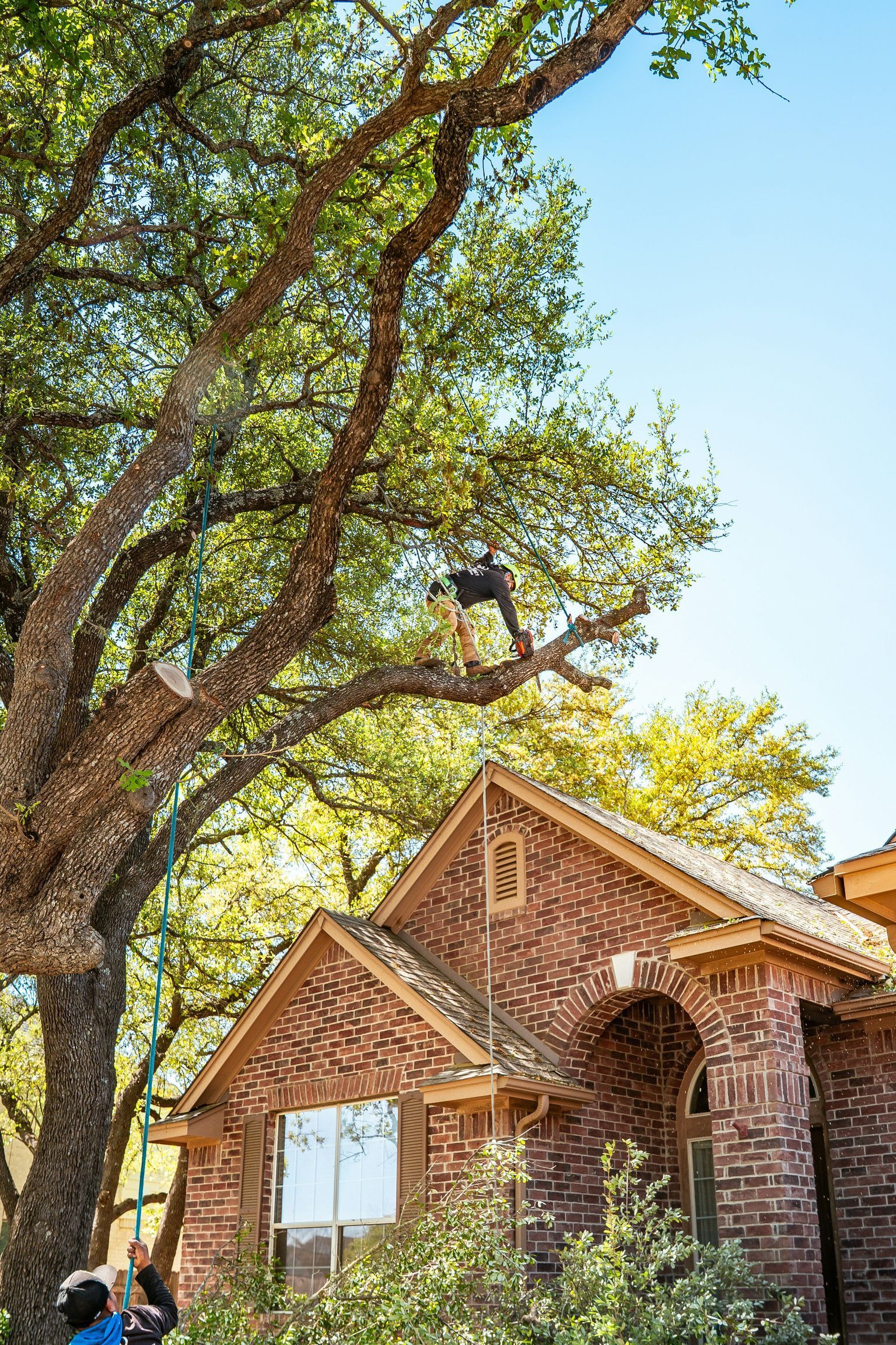 A tree service worker is trimming a large tree